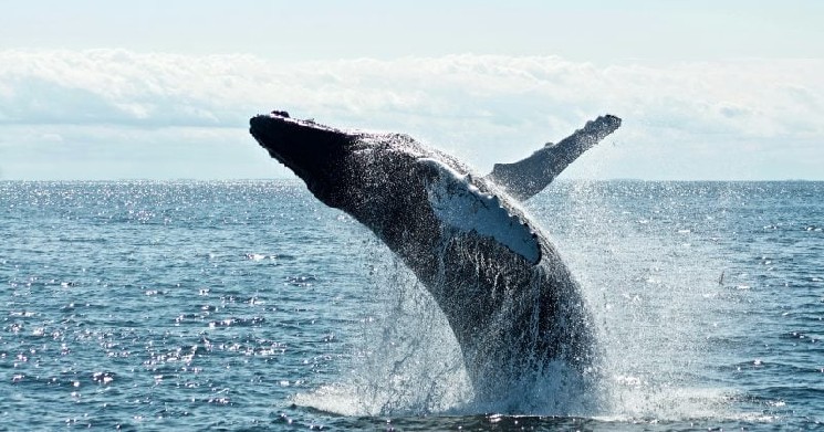 Bitcoin holders move 14,217 BTC from long-dormant wallets