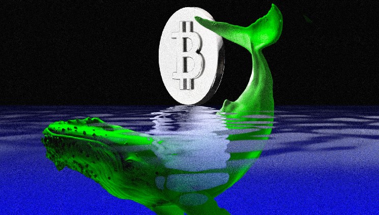 Crypto Trader Profits $17 Million Betting on Bitcoin and Ethereum Rebound